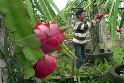  Wuiih, Luas Kebun Buah Naga di Kutai Capai 671 Hektare